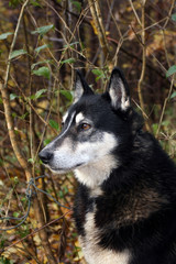 Siberian hunting dog Laika,