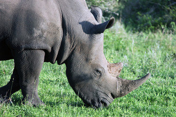 Obraz premium Rhino in the Kruger national Park