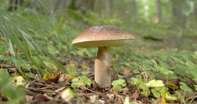 Single Lactarius rufus found on the ground of the forest