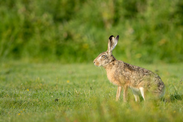 Brown hare (Lepus europaeus) in a meadow.