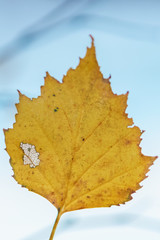 Orange leaf of birch during autumn