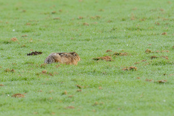 Brown hare (Lepus europaeus) in a meadow.