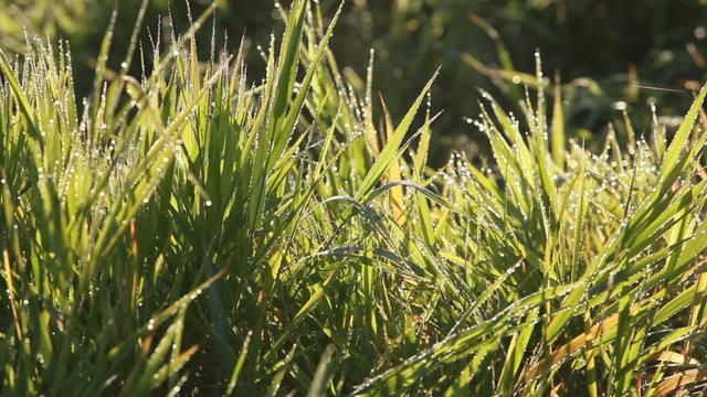 autumn dew on the green grass zoon out