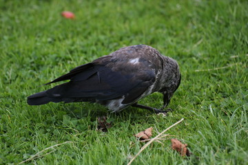 Brindled westerm jackdaw (Corvus monedula) eating on grass