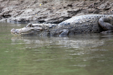 Cayman in Costa Rica. Crocodile (alligator) closeup