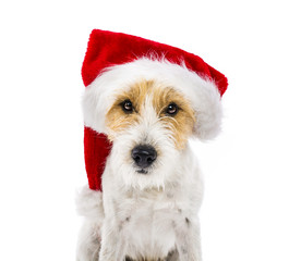 Dog sitting in santa hat isolated