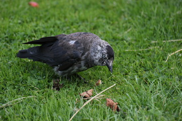 Brindled westerm jackdaw (Corvus monedula) eating on grass