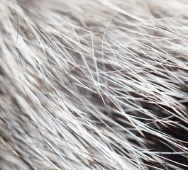 animal fur as background