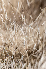 Fototapeta premium animal fur as background