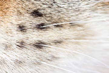 animal fur as background