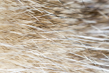 animal fur as background