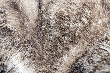 Obraz premium futro zwierząt jako tło
