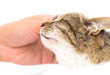 weasel cat on a white background