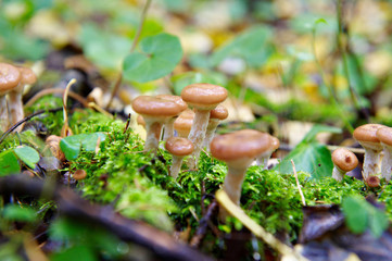 honey agaric mushroom in forest