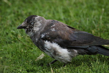 Brindled westerm jackdaw (Corvus monedula) on grass