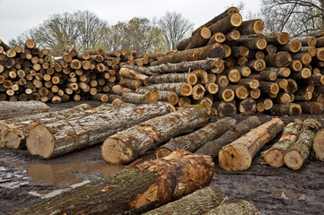 Stacks of Logs Awaiting Trip to the Sawmill