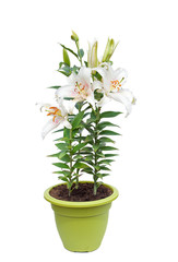 Naklejka na ściany i meble white lily flowers in the pot isolated image