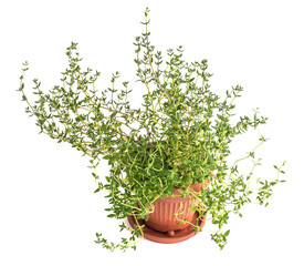 thyme in a pot