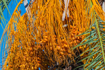 Date palm tree in front of blue sky