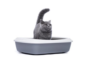 Katze auf dem Katzenklo, Katzentoilette