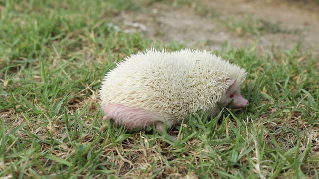 Albino hedgehog pooping to the grass.