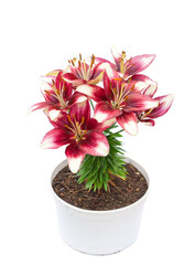 white and purple lily flowers in the pot isolated image