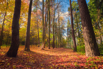 Sunny autumn day in city park