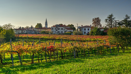 Vineyard in Autumn late afternoon - obrazy, fototapety, plakaty