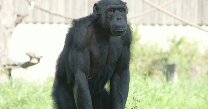 Black chimpanzee standing and sitting on the grass