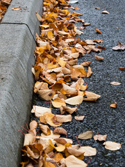 Autumn leaves on the curbside