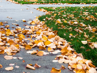 Autumn leaves on walkway and yard