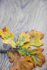 Autumn leaf on wooden background