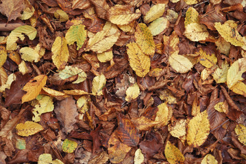 Brown and yellow autumn leaves on the ground