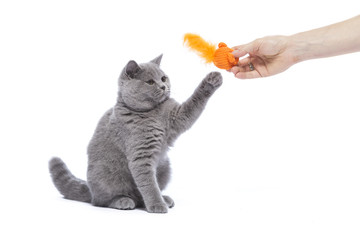 Katze, Kitten beim spielen, BKH, cute cat kitty