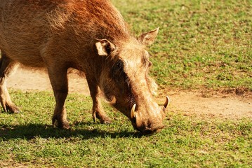 Grazing Warthog