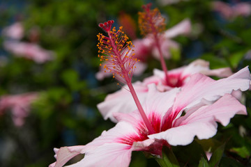 Hibiskus © feleph
