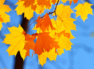 Yellow maple leaf