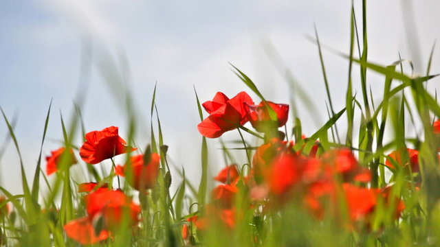 Field with the blossoming red poppies