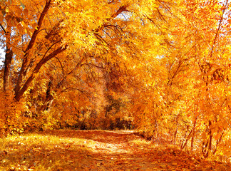 Autumn background