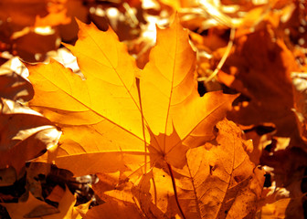 Yellow maple leaf