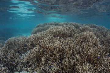 Fototapeta na wymiar Delicate Corals in Shallows