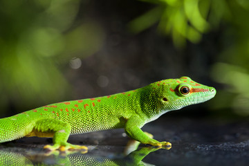 Madagaskar Riesentaggecko
