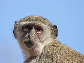 Südliche Grünmeerkatze (Cercopithecus pygerythrus)
