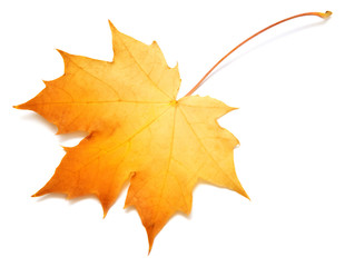 Fototapeta premium Yellow leaf