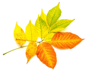 Yellow leaves