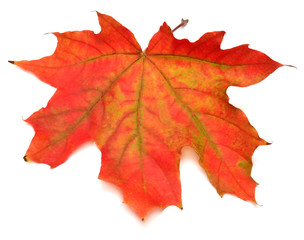 Red leaf