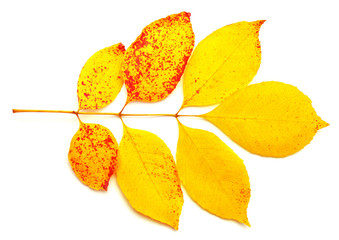Yellow leaves