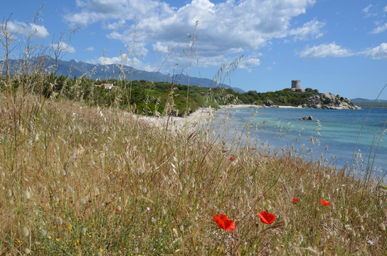 tour g&eacute;noise et coquelicot
