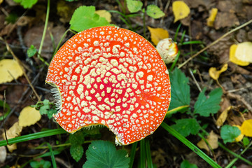 Fly agarics in the autumn forest.