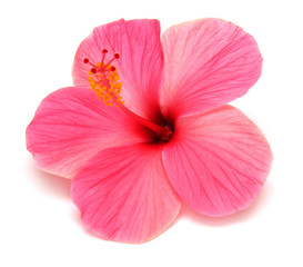 Fototapeta premium Różowy hibiskus